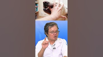 Virus dại còn đường lây nào khác ngoài vết chó cắn hay không? | VNVC