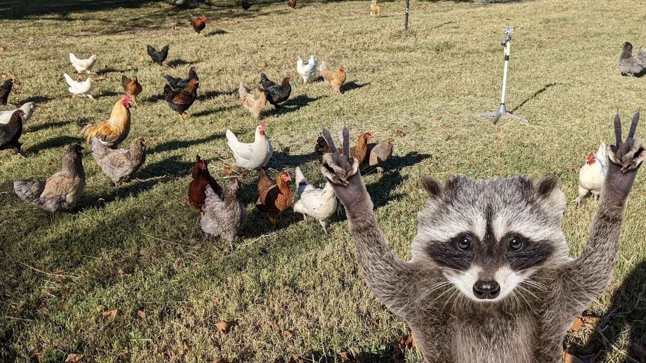 Keeping our chickens safe after a raccoon scare Eggs are a hot