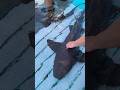 Petting A Shark Traveling The World Exotic Islands اللعب مع سمك القرش عراقي يسافر حول العالم 