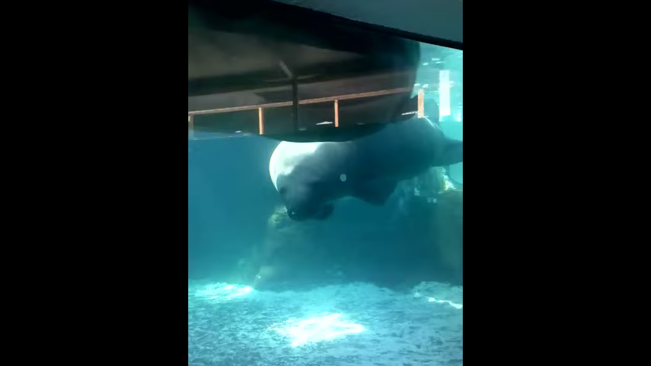 in the manatee Booger naked called Taylor recommend Lara latex anal