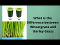 What Is the Difference between Wheatgrass and Barley Grass