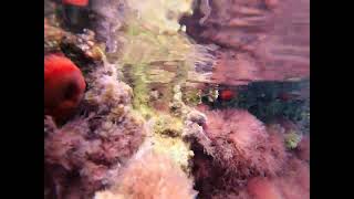 Tomaca De Mar Actinia Equina Es Tomate De Mar  En Beadlet Anemone