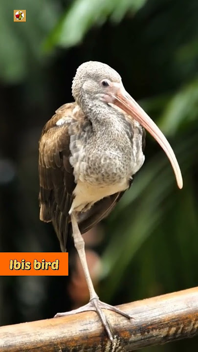 Ibis bird sound