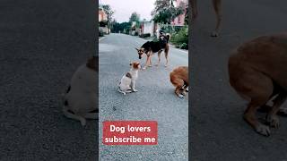 #funny #comedy #cute #camping #creativesurvival #cryptocurrency #doglover #dogs #dog 😯😯😯
