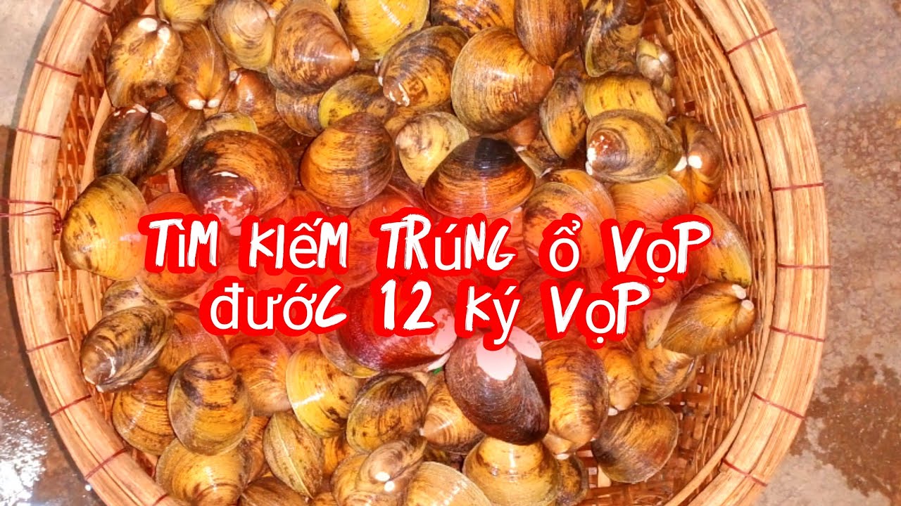 #73: đi lag thang trong rừng đước,tìm trúng ổ vọp đước bắt thấy mà ham ...