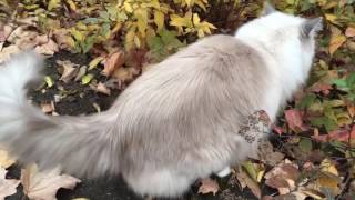 Can Ragdoll Cats Go Outside? Ragdoll Cats Charlie and Trigg Go Outside Fall 2016  = ネコ  Floppycats