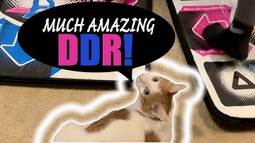 Cat Entertained by Dance Dance Revolution Skills! - Light vs Heavy | DDR Extreme