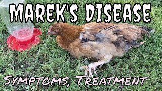 Marek's Disease in a chicken. What are symptoms?