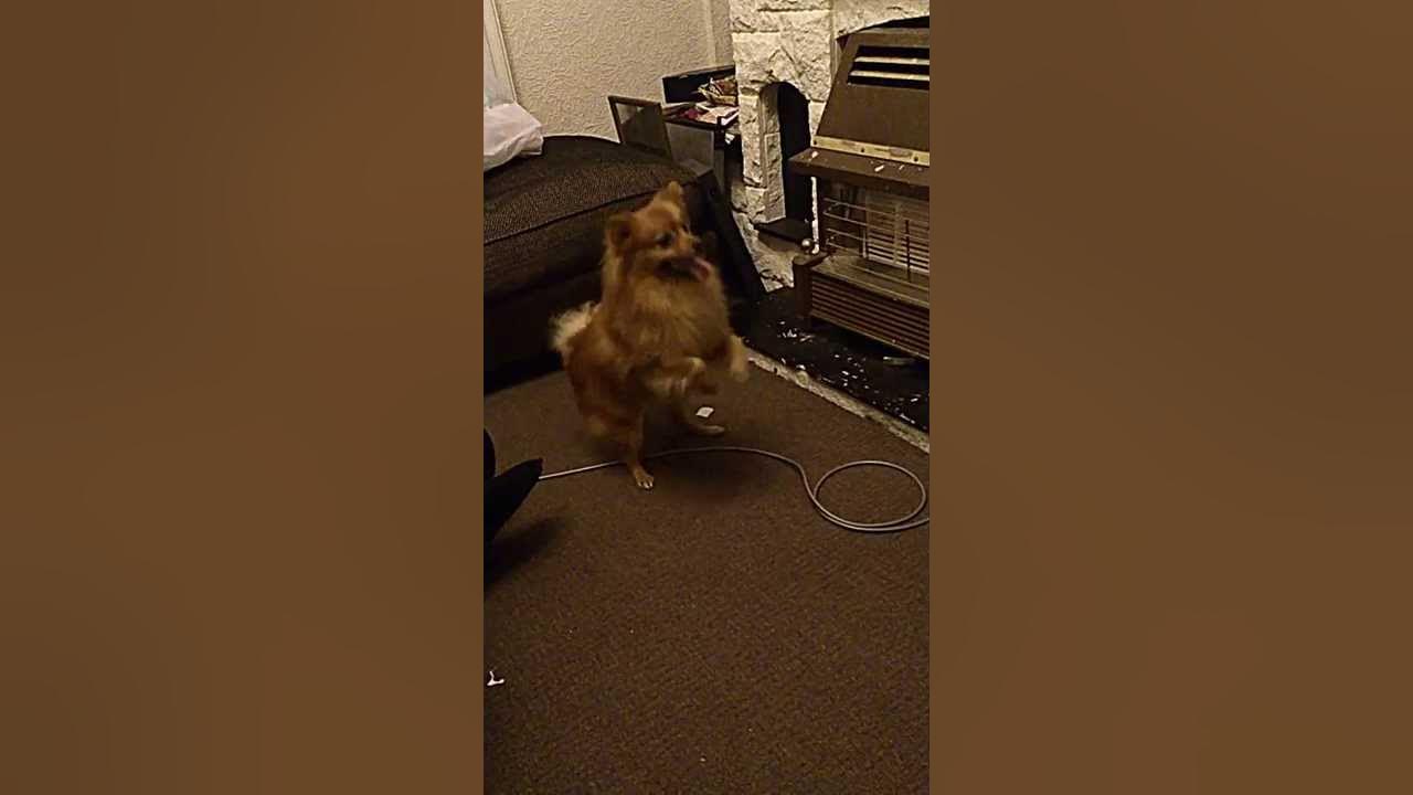 Pomeranian dancing YouTube
