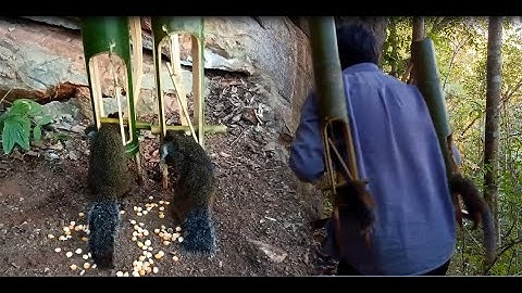 lam hlwb create amazing bamboo trap to catch squirrels for survial in the jungle