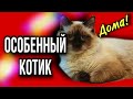 Особенный котик Марсик теперь москвич! ВСТРЕЧА С ХОЗЯЙКОЙ