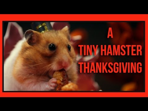 A Tiny Hamster Thanksgiving (Ep. 4)