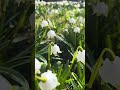 10s Stillness — Spring Snowflakes, Saaremaa (Apr 2026) #springflowers #calmingnature #birdsong