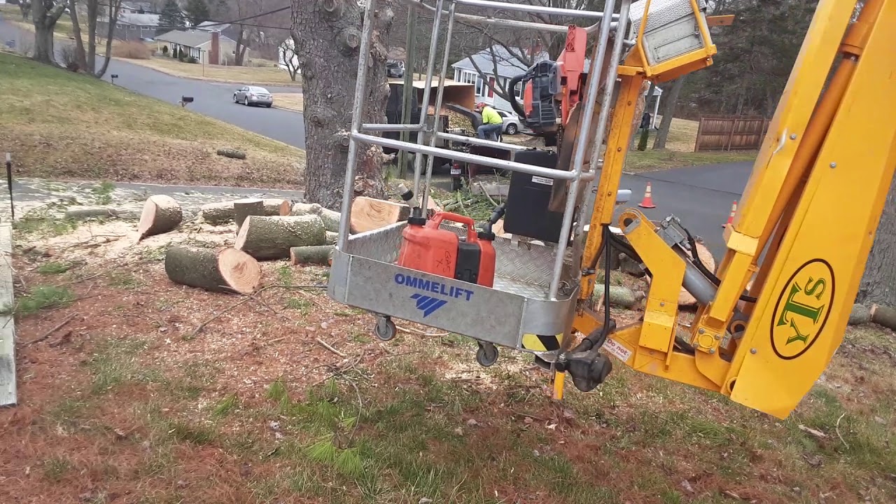Part two White Pine removal - YouTube