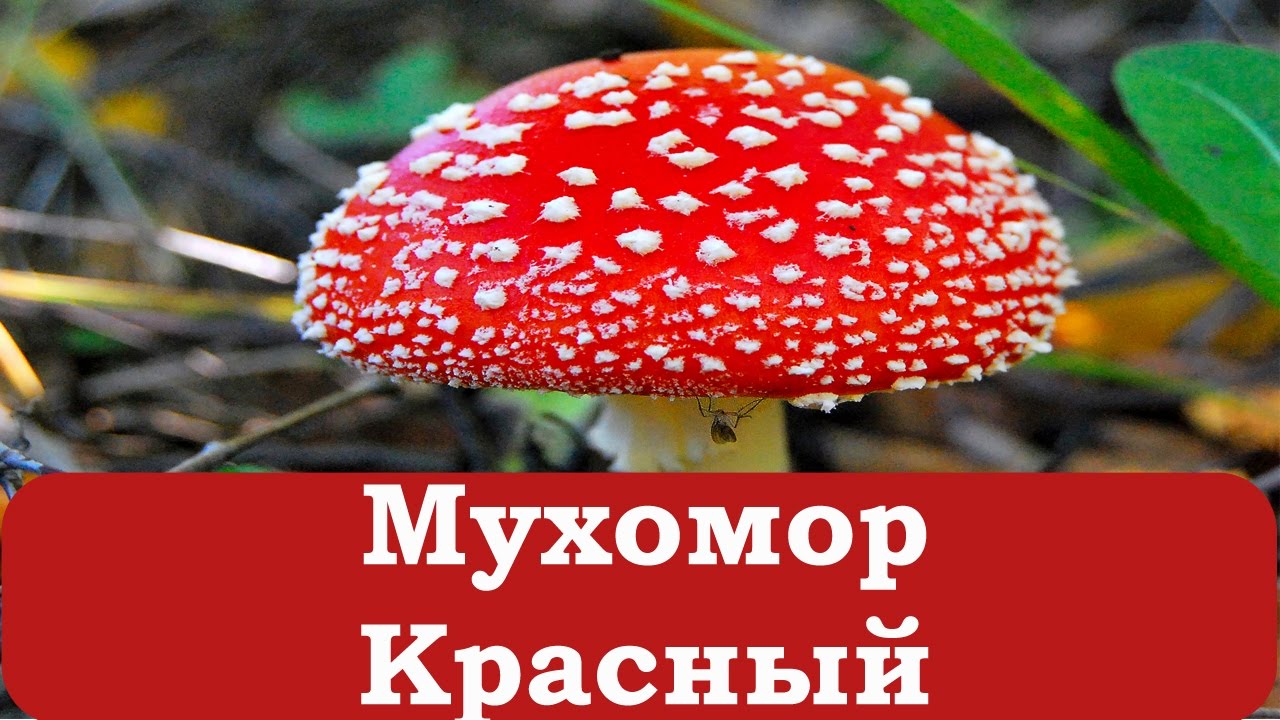 Мухомор Розовеющий Съедобный Фото