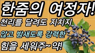 한줌의~여정자!,천리를,달려도,지치지,않고,밤새도록,강력한,힘을,세워주는~약!                           광나무열매,동청자,여정자,冬靑子,@건강한삶의ing