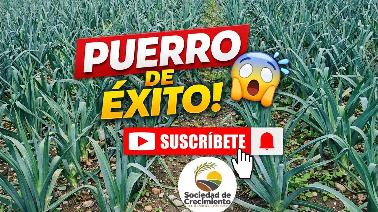 “Puerro en Etapa Final: Cómo Lograr Producciones Altas y de Calidad” 