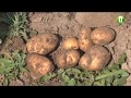 86 сортів картоплі вирощує на дачі хмельничанка Валентина Мордик