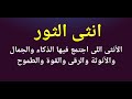 أهم صفات انثى الثور أهم صفات انثى الثور