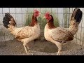 Top5 Best Hen Rooster Gamefowl, Must Watch Good Hen Chicken Rooster.