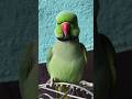 ये मम्मी मिठु को रोटी दो #parrot #funny #funnyanimal #funny #funnyparrot #funnyvideo #funnyshorts..