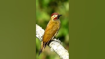 فلما أن أراد أن يبطش بالذي هو عدو لهما قال يا موسى أتريد أن تقتلني ... #تلاوة_أيام_رمضان