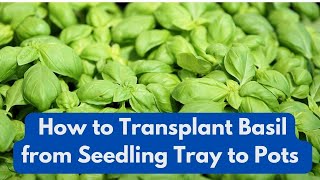 How to Transplant Basil from Seedling Tray to Pots