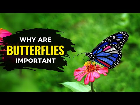 Video: Proč jsou motýli klasifikováni jako hmyz?