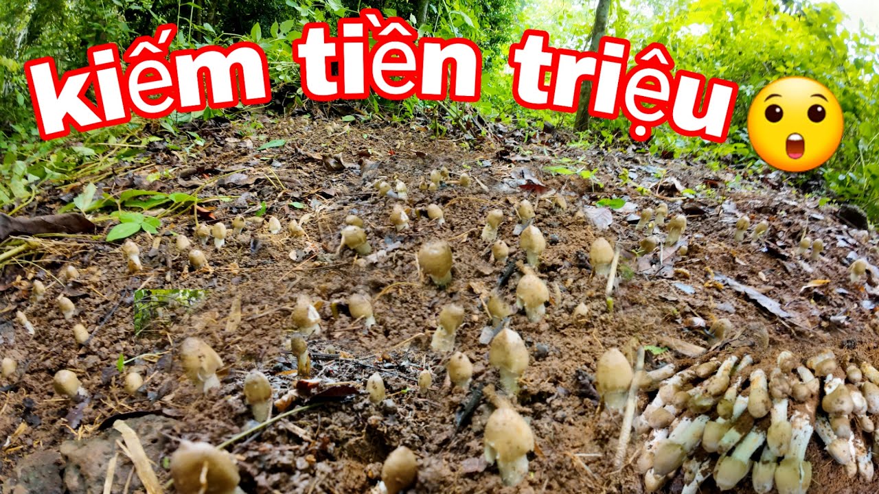 Vô Mánh Ụ Nấm Mối Mập Ú Nhìn Đã Con Mắt ,Nhổ Nấm Mối Kiếm Tiền Triệu Mỗi Ngày | Phúc Hoang Dã Vlog