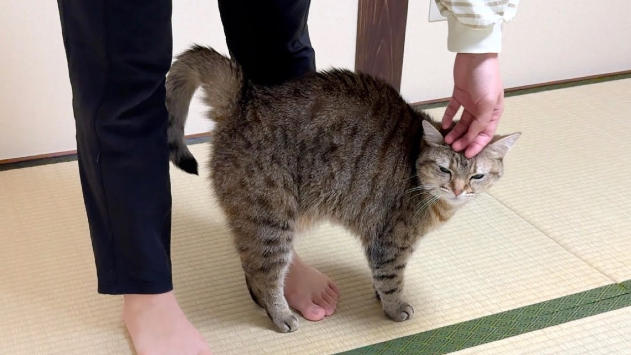妹に甘えてる猫に近づいたら邪魔者扱いされました… - YouTube