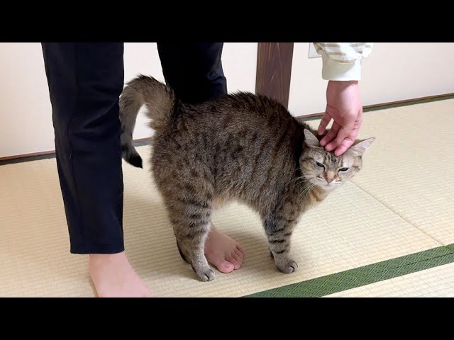 妹に甘えてる猫に近づいたら邪魔者扱いされました… - YouTube