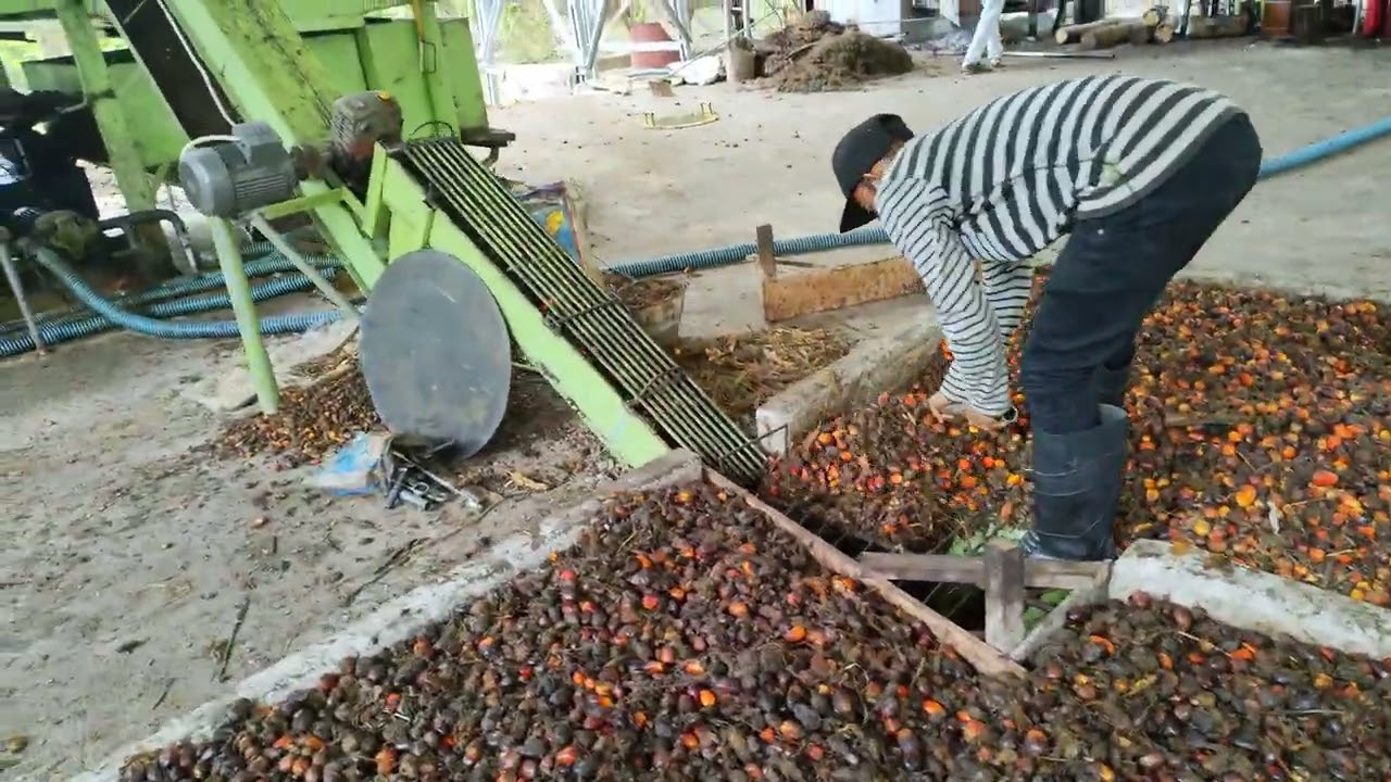 PABRIK MINI SAWIT BERBAHAN TANDAN SAWIT YG DI AFKIR PERUSAHAAN