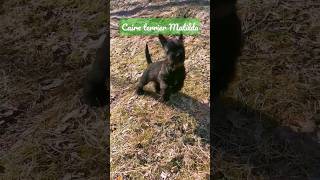 Cairn terrier puppy playing with a pine cone #puppyfun #smalldog #cutedog #puppylife #finnishnature