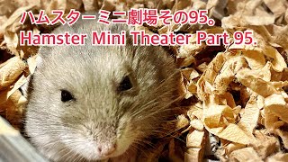 ハムスターミニ劇場その95。Hamster Mini Theater Part 95. #薔薇です🌹#baradesu #hamster #ハムスター