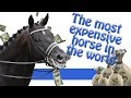 Most expensive horse in the world