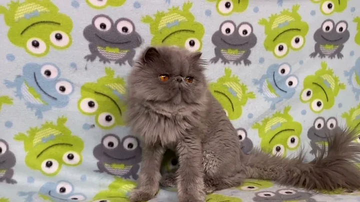 Video 3942041: persian blue cattery, persian male