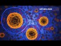 METABOLISMO - PODCAST