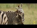 Young Blood (Full Episode) | Botswana | Nat Geo Animals