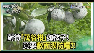 茂谷柑防曬敷面膜種出酸甜可口的味道【尋找台灣感動力】 