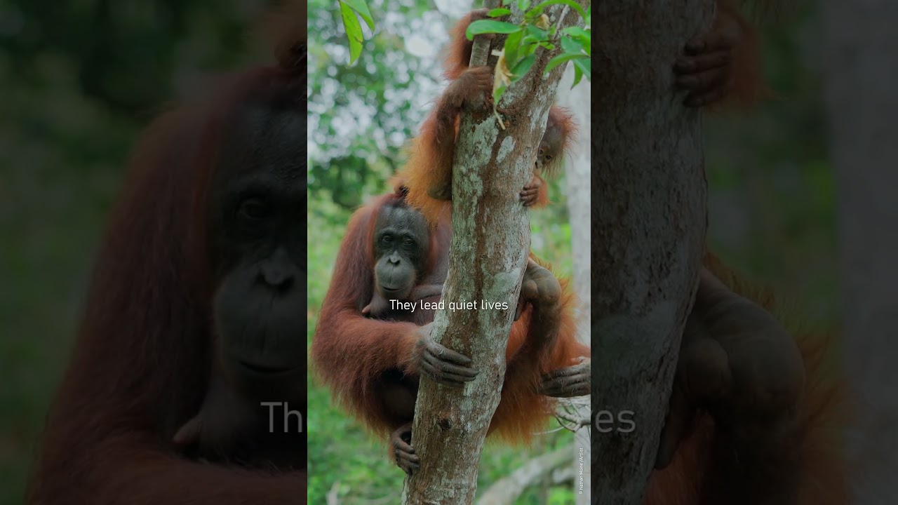 The forest they call home is fading. We still have time to change that. 🧡🦧 #rainforest #orangutan