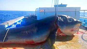 Wie groß ist der Bullenhai?