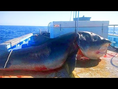Video: Die Größten Haie, Die Jemals Gefangen Wurden - Alternative Ansicht