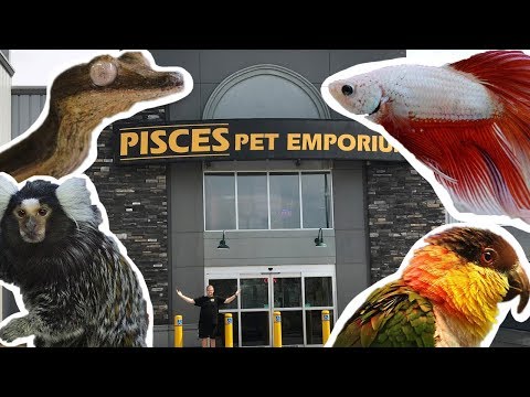 pet stores