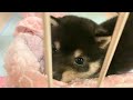 【豆柴】可愛すぎると家庭内で話題の子犬動画がこちら【タオルはむはむ】Cute and popular puppy videos at home