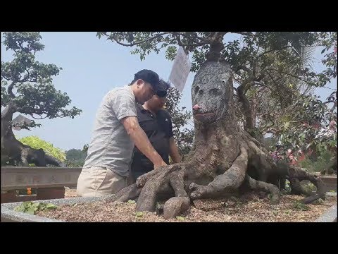 Video Cây khế hình con chó, cây dừa 15 ngọn giá bạc tỉ ở Phú... - youtube