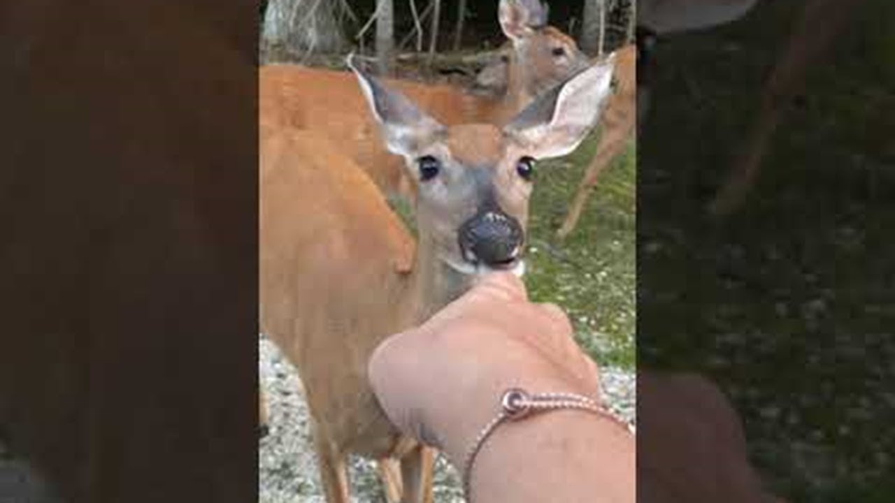 Encounters Of The Deer Kind ViralHog YouTube
