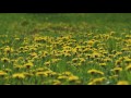 Relaxing Sounds of Bees and Birds / Bees Collecting Pollen 1 Hour