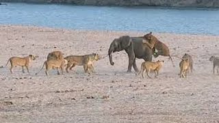 FIGHT TO SURVIVE BABY ELEPHANT VS 14 LIONS فيل صغير يقاتل حتى الموت ١٤ اسد