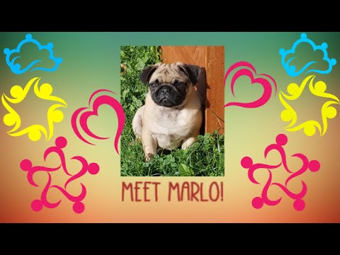 Meet Marlo!