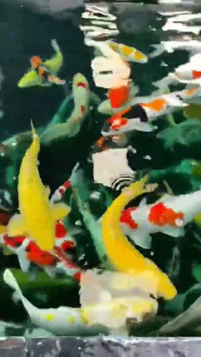 Ikan Koi Indah | Story' WA